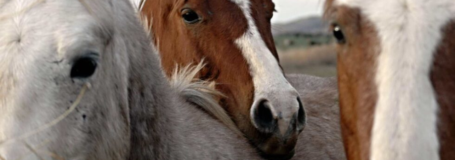 Up-close shot of three horse faces