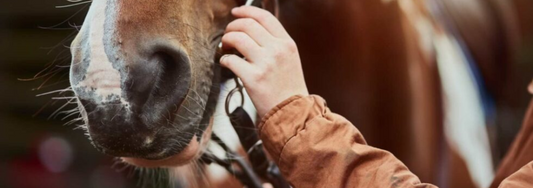 Hands holding a horse bridle