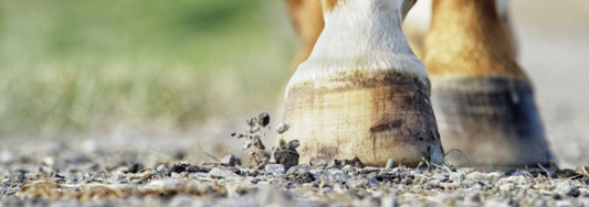 Horse hooves on an equestrian surface that needs replacing