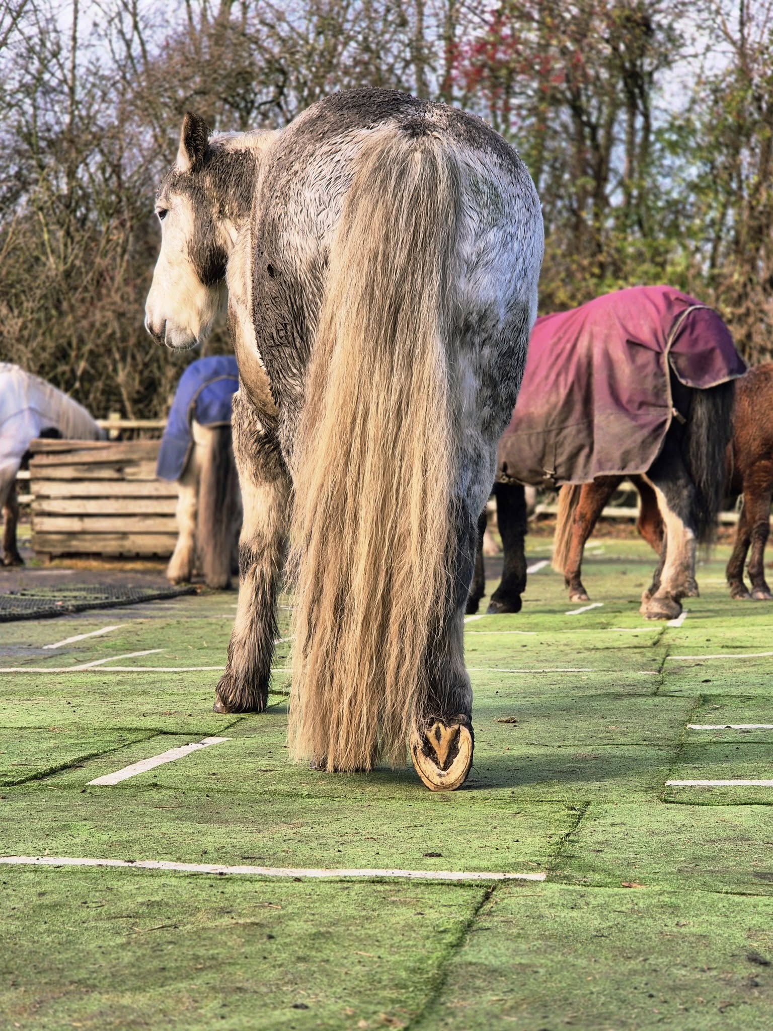 Horse walking away on Astro Mats