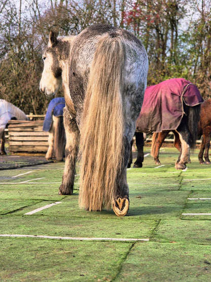 Horse walking away on Astro Mats