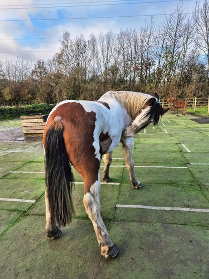 Brown and White horse stood in a paddock with Astro Mats to stop the mud