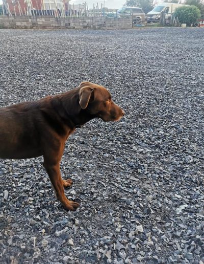 equestrian rubber chippings in playground