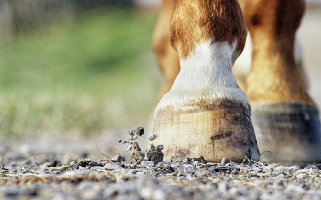 Signs Your Equestrian Surface Needs Replacing