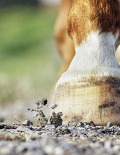 Signs Your Equestrian Surface Needs Replacing