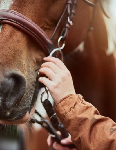 horse being held by reins